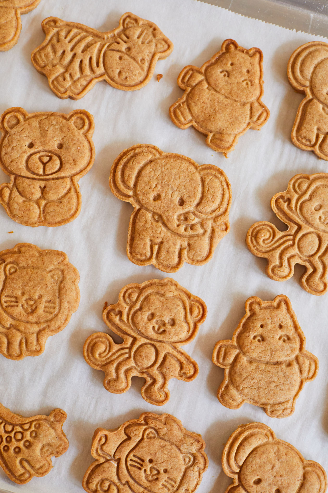 Homemade Animal Crackers are baked perfectly golden brown, cooling on the parchment paper in a baking tray. 