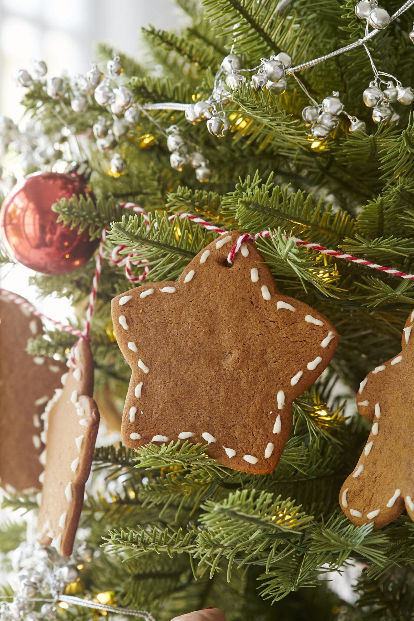 Golden brown Gingerbread Garland Cookies are hung on the Christmas tree. They are iced on the edge with white frosting, form a nice color contrast with the red ornament, green branches, and silver lights. 